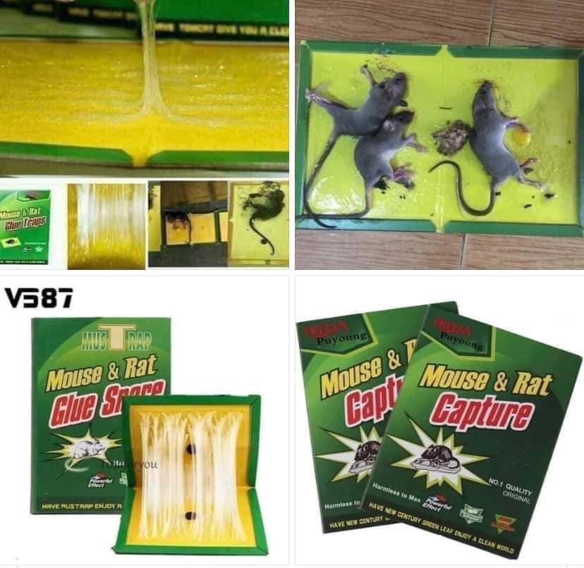 [COMBO 2 MIẾNG KEO TỐT] Keo dính chuột Siêu Dính | Miếng keo dán chuột | Miếng bẫy chuột