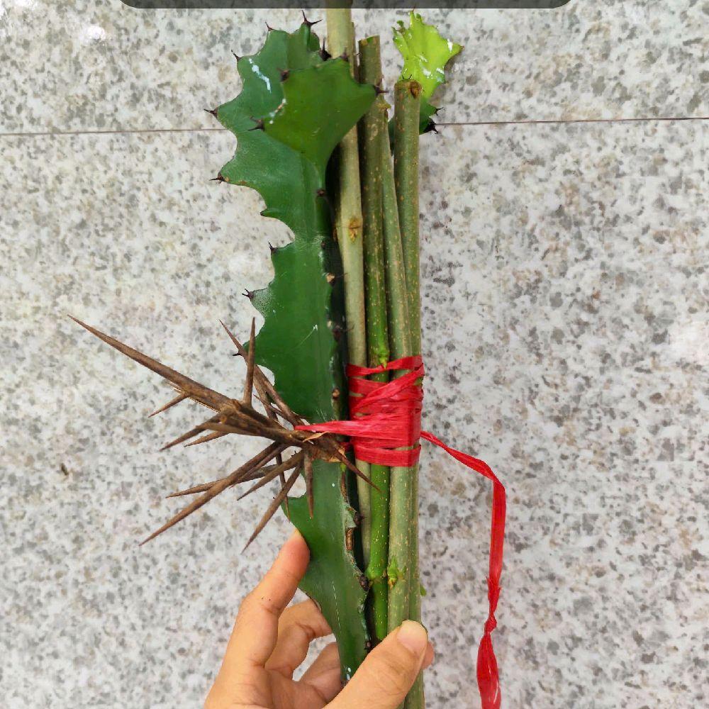 Bó bình an gồm combo [ cành dâu,bồ kết, xương rồng] , Bó g,a| (7 loại, 9 loại)