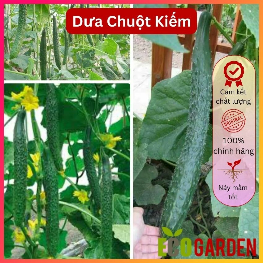 Hạt giống dưa chuột kiếm tự thụ phấn trái dài