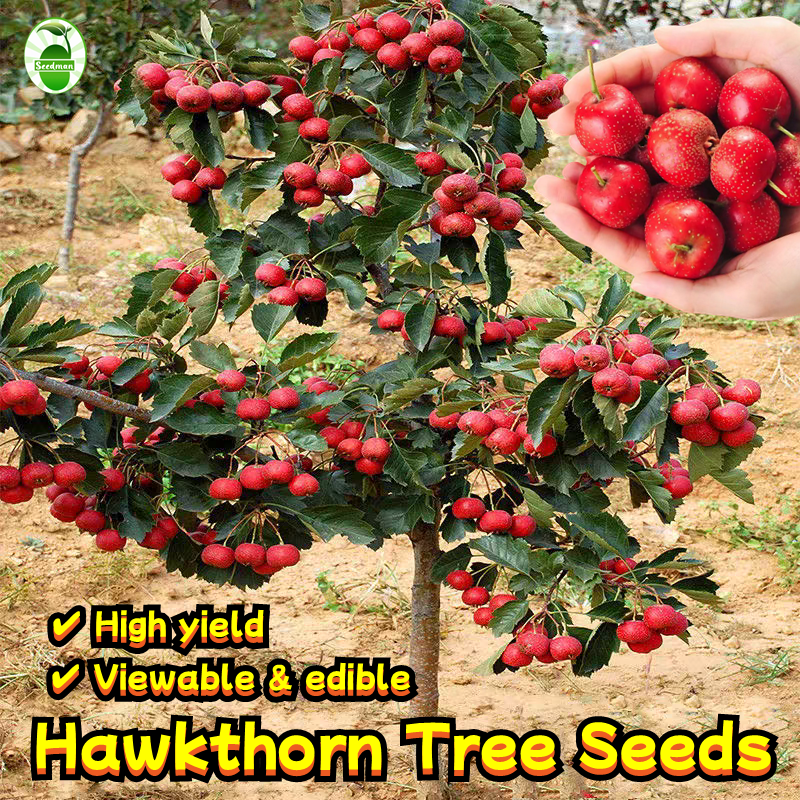 Buy Root Jump Online at a Better Price Lazada Malaysia