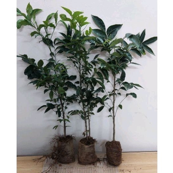 Cây giống móc mật 50-60cm