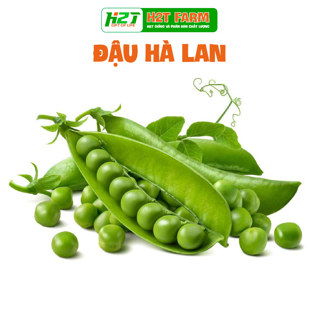 Hạt giống đậu hà lan năng suất cao - h2t farm