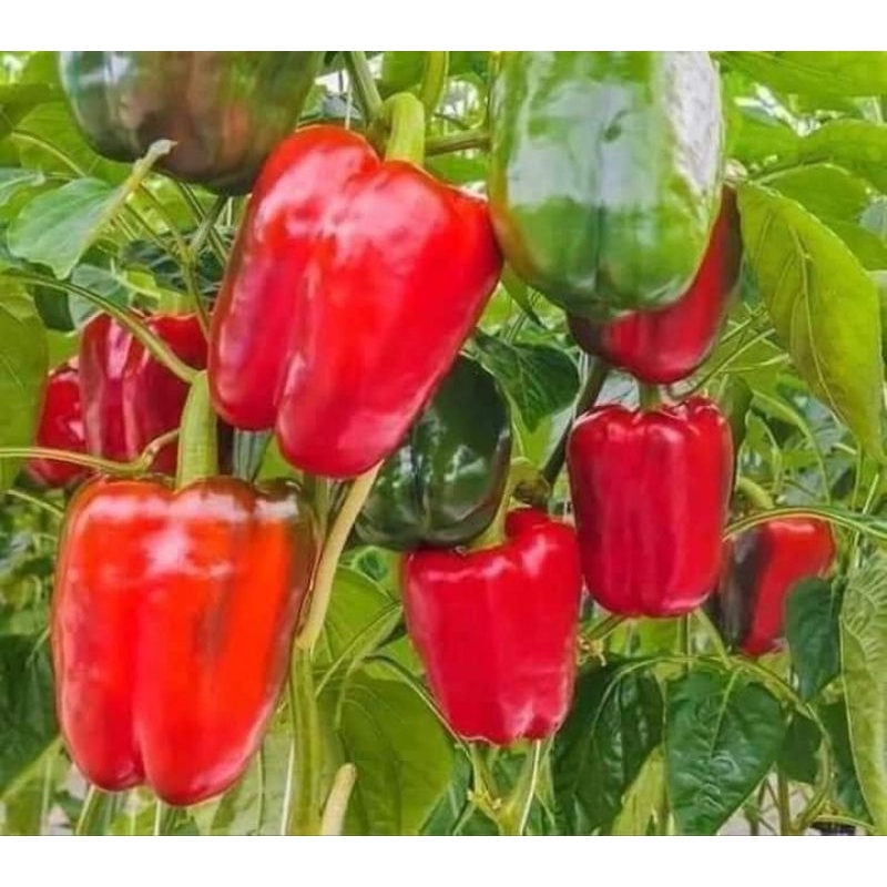 Hạt giống ớt chuông ngọt f1 nảy mầm cực đỉnh chất lượng cao