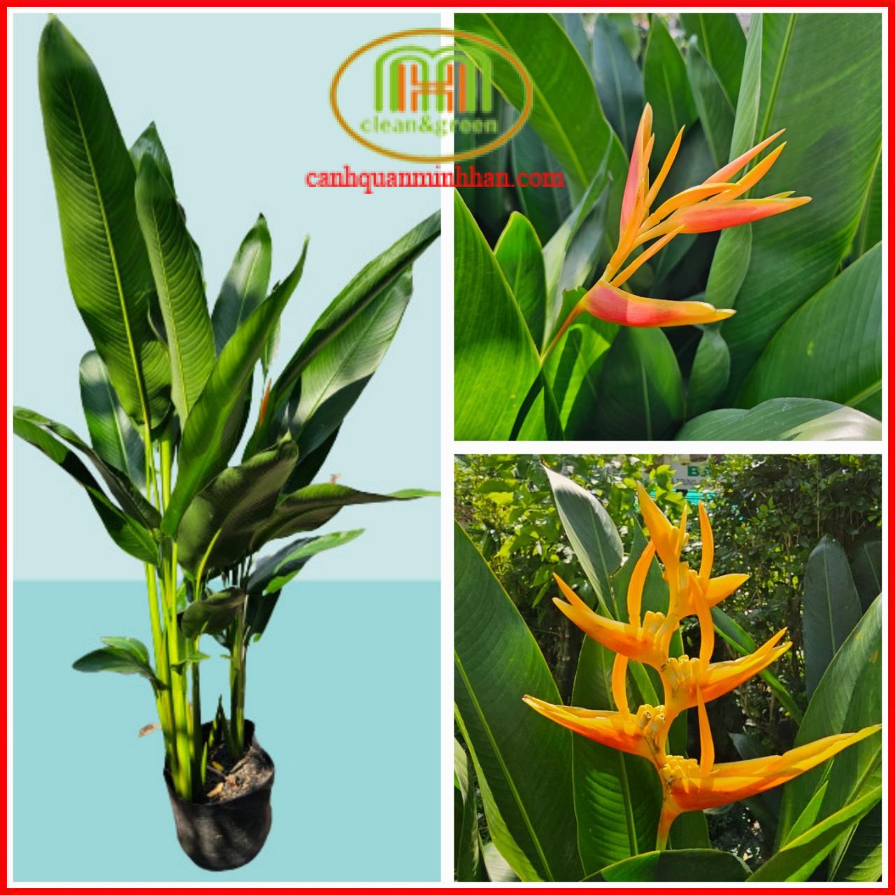 Cây chuối mỏ két Thái một vẻ đẹp lạ mắt màu lá xanh mướt hoa vàng đỏ nổi bật Minh Hân Garden