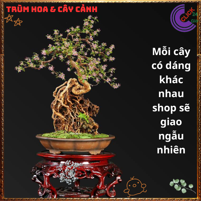 Cây Cảnh Bonsai Hồng Ngọc Mai Siêu Hoa Trái Cây Sơ Ri Cảnh Thơm️💄{{store}]