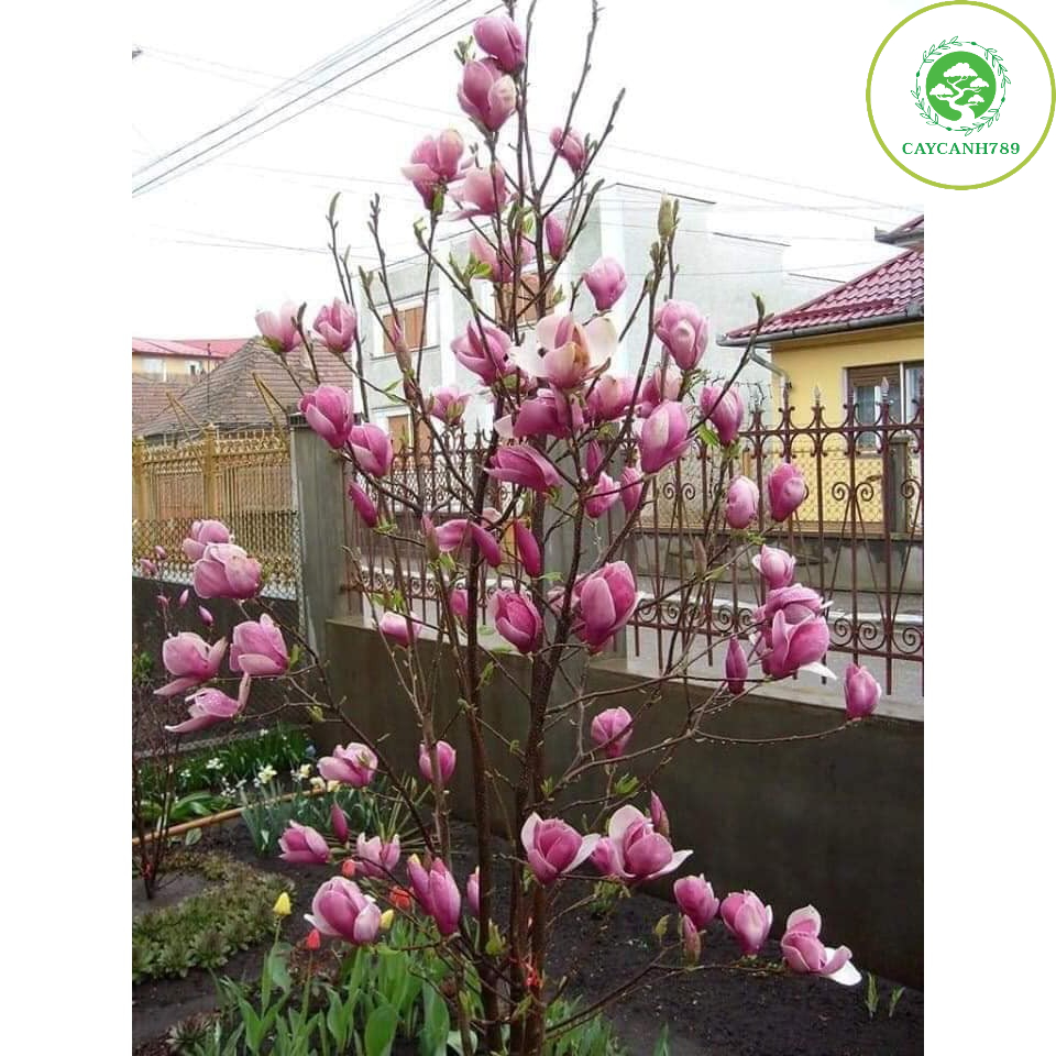 Cây hoa mộc lan giống cao 50-60cm - Cây Giống Chuẩn