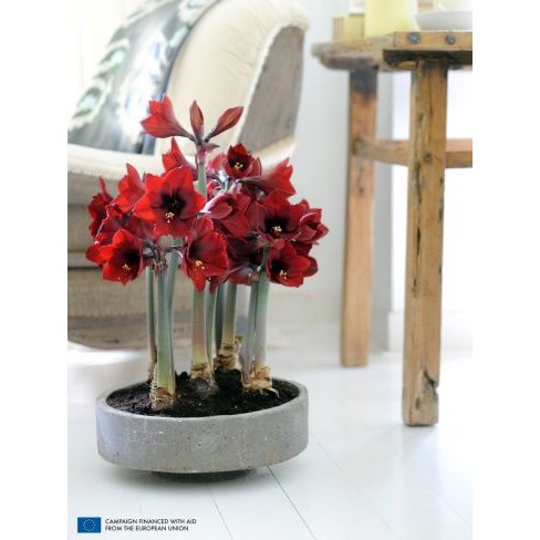 3 củ hoa lan huệ đỏ nhung - giống hoa nhập khẩu