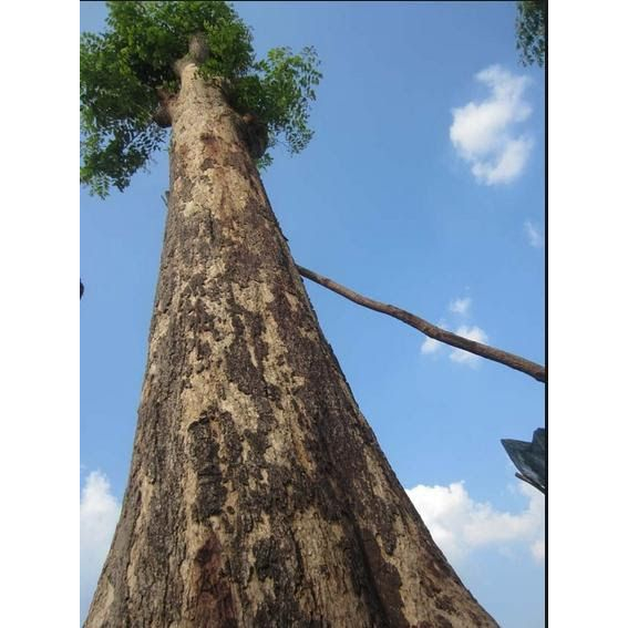 Cây gỗ giáng hương giống