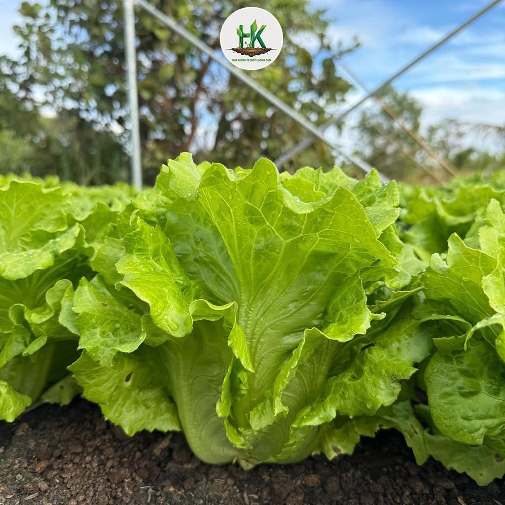 Hạt giống Xà Lách Sanchu F1 ăn giòn ngọt, dễ trồng, nhanh thu hoạch, trồng quanh năm - HK SEEDS