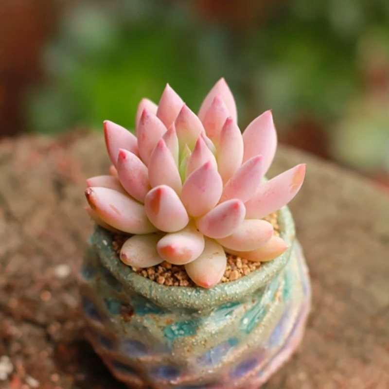 GPS X 90s Greenovation - Live Succulent - Solomon Plant 所罗门