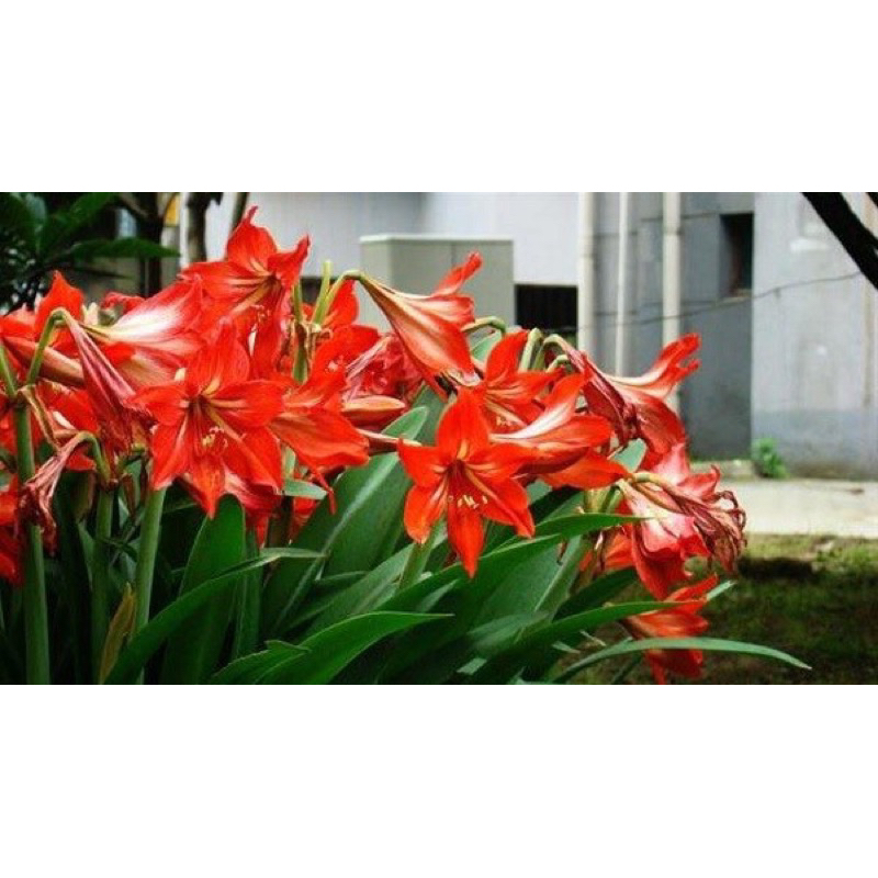 Củ hoa loa kèn màu đỏ