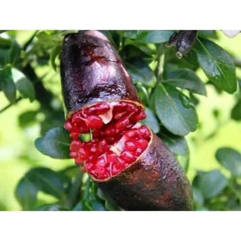 Cây giống chanh ngón tay úc