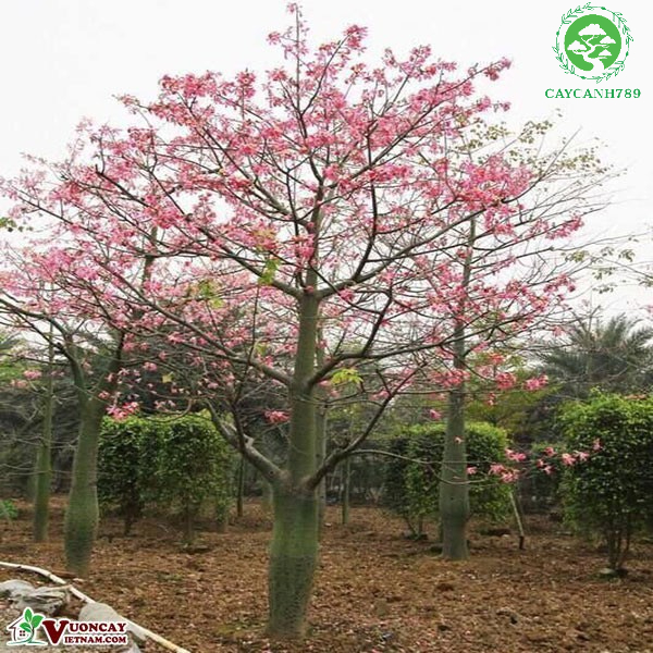 Cây mỹ nhân giống cao 40-50 cm .