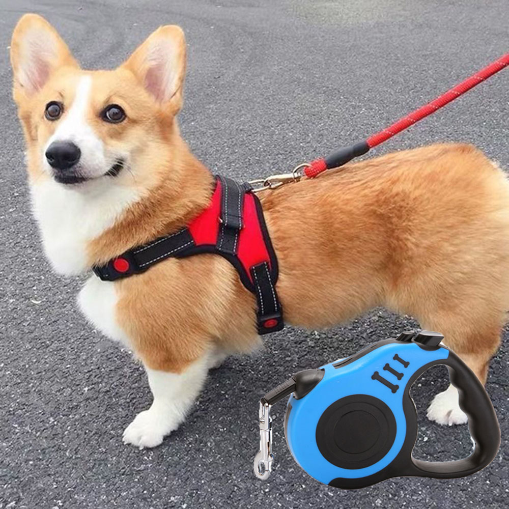 dog harness golden retriever