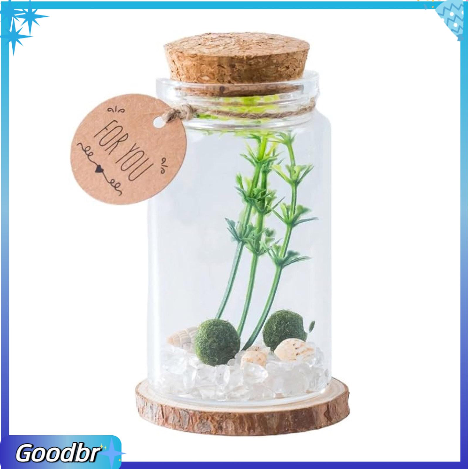 Goodbro Terrarium trung tâm tinh thể Terrarium Set mini rêu bóng chậu thủy tinh Trồng cây Kit cho trang trí văn phòng làm việc yêu thích trang trí bể cá Bộ
