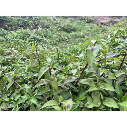 Cây Giống rau răm (thúy liễu) ươm vỉ