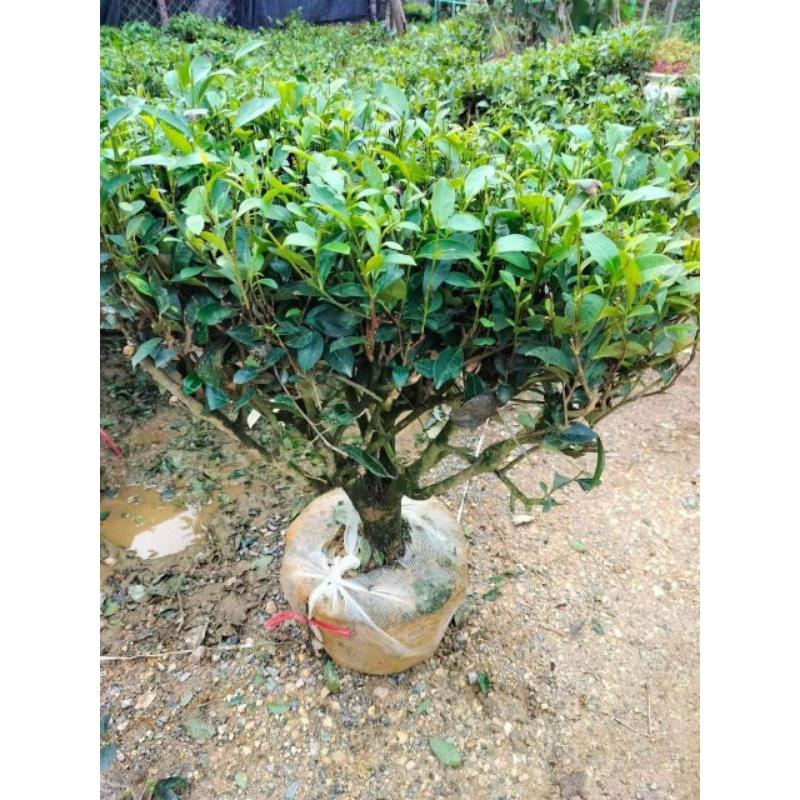 combo 5 Cây giống chè xanh thái nguyên