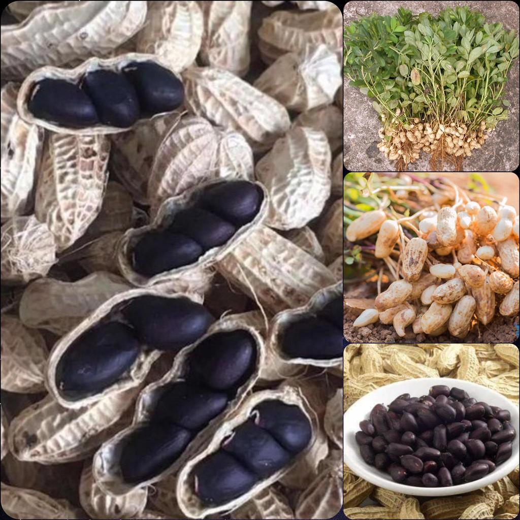 Hạt giống lạc đen loại xịn