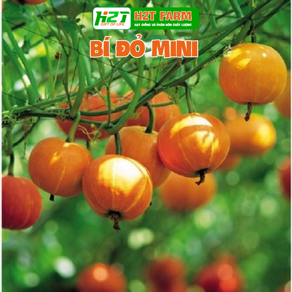 Hạt giống bí ngô tí hon, - h2t farm