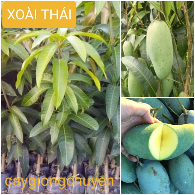 Giống cây xoài thái ghép - cây giống tốt