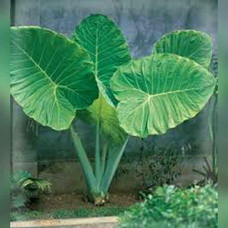 Cây giống Bạc Hà