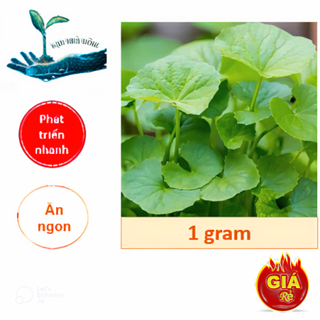 Hạt giống rau má lá nhỏ ( Gói 1gr ) - Ăn ngon đậm vị, Tốt cho sức khoẻ