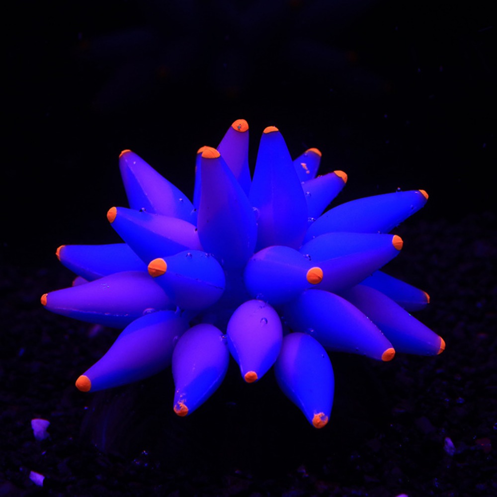 Dangstora mô phỏng bong bóng san hô mềm huỳnh quang mềm hồ cá san hô