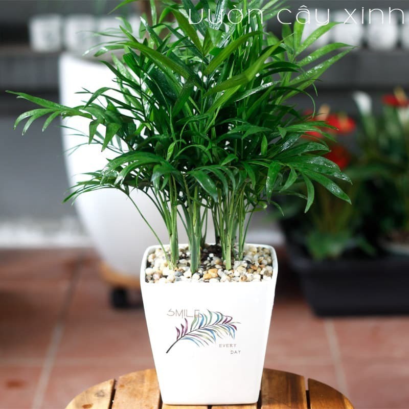 Combo 5 cây cau tiểu trâm đẹp khỏe lạ