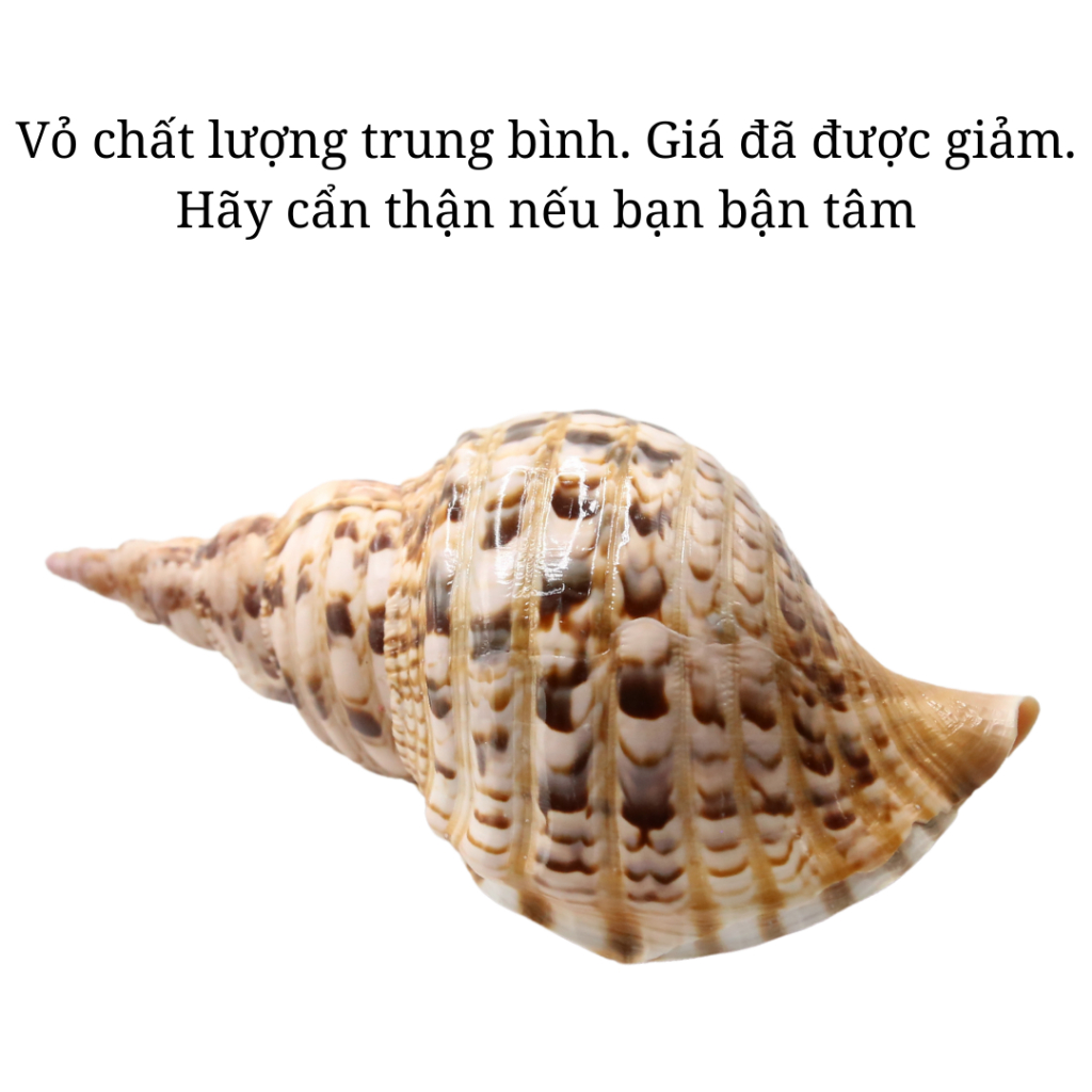 Vỏ ốc Hoàng Hậu ( Tù Và Bông ) - Vỏ ốc trang trí nhiều kích thước - Vỏ ốc đẹp