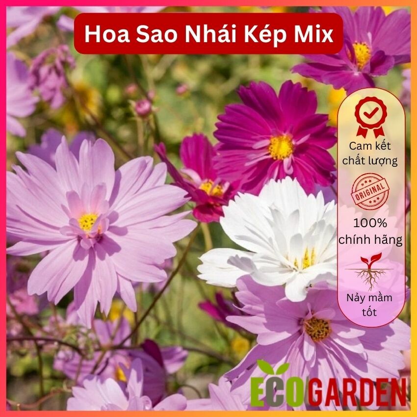 Hạt giống hoa sao nhái kép nhiều màu mix