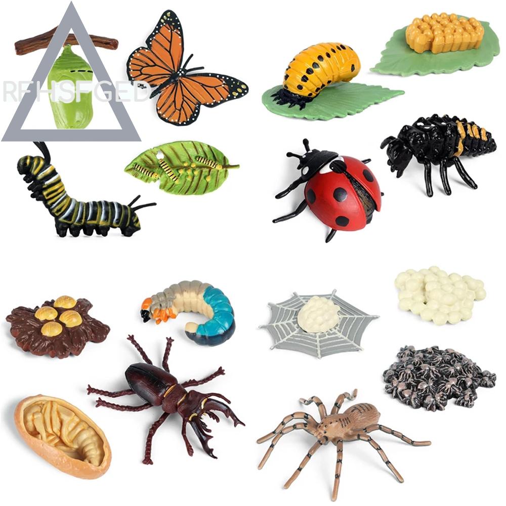 RFHSFGED Science Toy Biology Insect Animals Teaching Material Butterfly