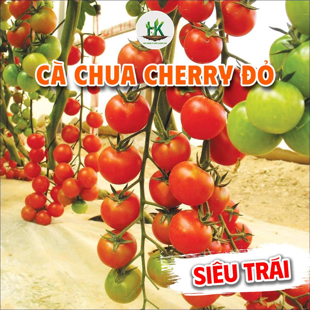 Hạt giống Cà Chua Cherry Đỏ Lai F1 Siêu Quả , giống khoẻ, sinh trưởng tốt , trồng quanh năm - HK SEEDS