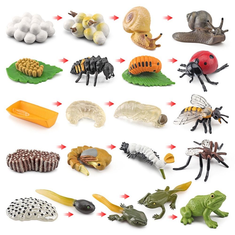 Yoyo sinh học trẻ em chu kỳ tăng trưởng bướm trẻ em đồ chơi mô hình nhân