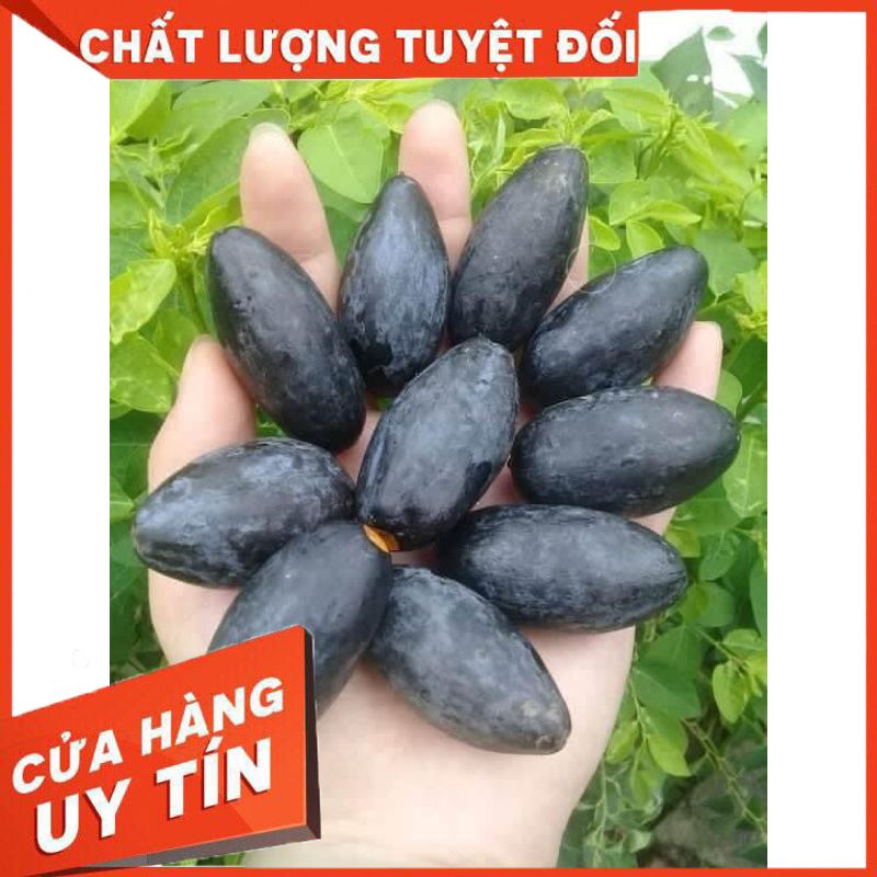 Cây Giống Trám Đen Nếp