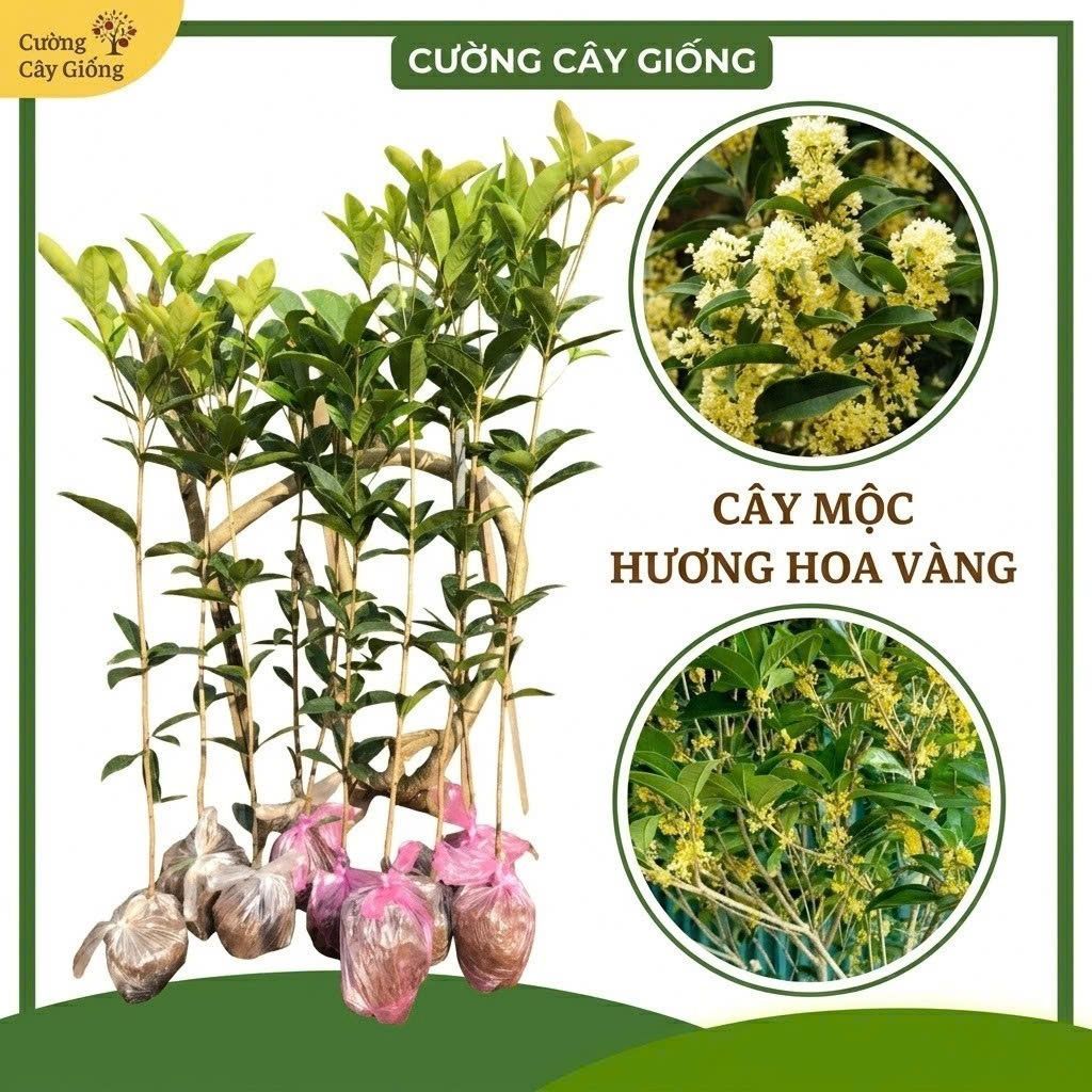 Cây Giống Mộc Hương Hoa Vàng Thơm Ngát - Cây Khỏe Bầu Chắc Dễ Trồng Ban Công - Sân Vuờn
