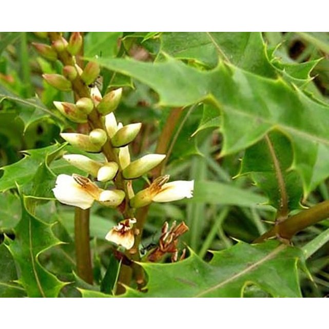 cây giống cây ô rô làm hàng rào trồng cảnh quan