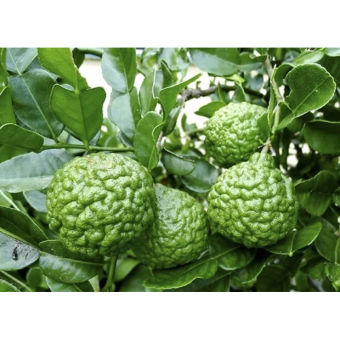 Trái chúc - Đặc sản An Giang 500g