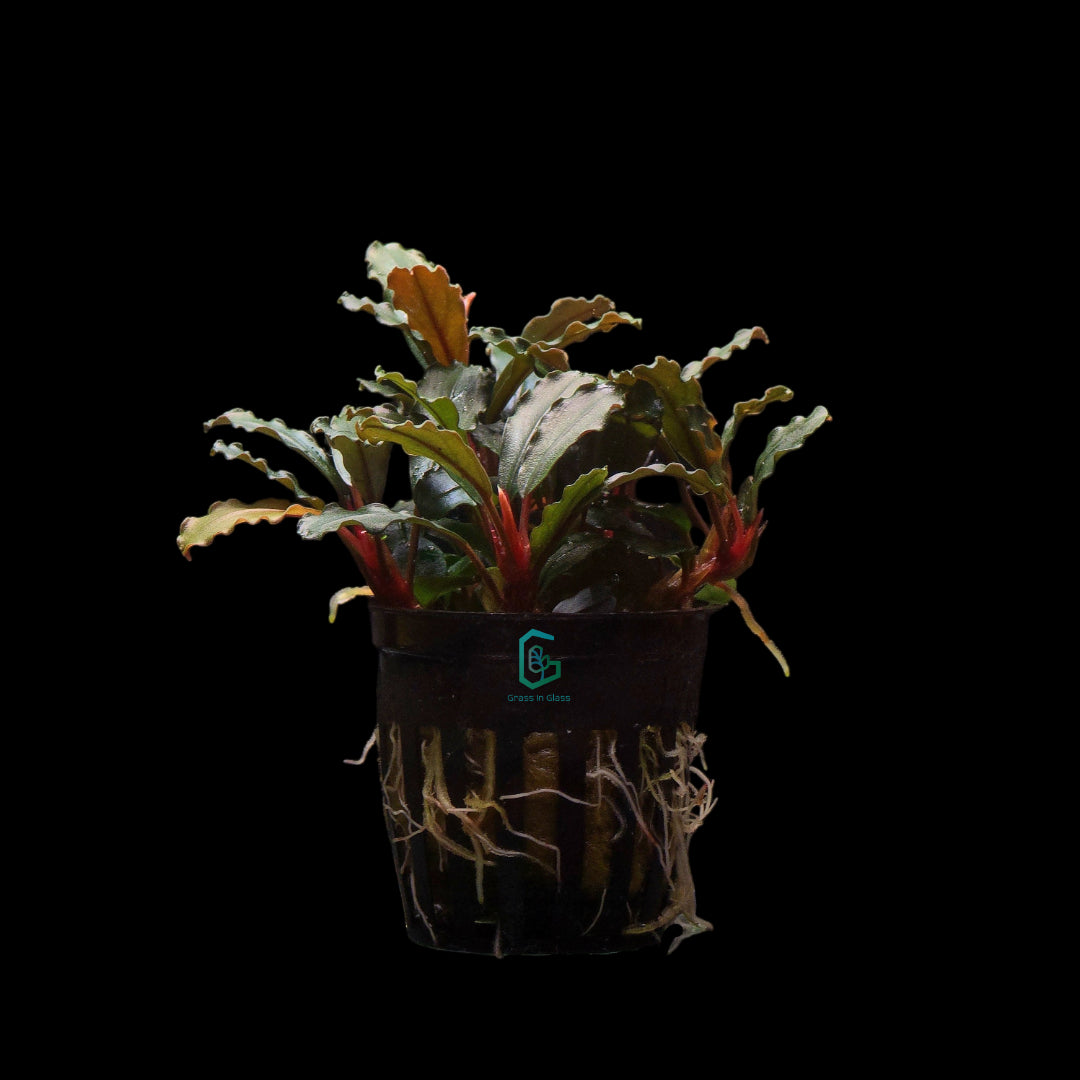 Bucephalandra Live Aquatic Plants - Assorted Species, Potted