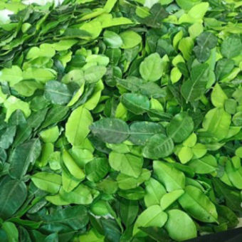 Lá chúc tươi - Đặc sản An Giang 500g