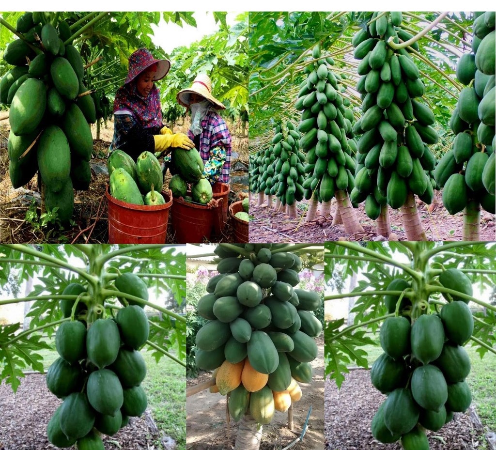 Hạt giống đu đủ lùn ruột đỏ cao sản gói 5 hạt - sinh trưởng mạnh