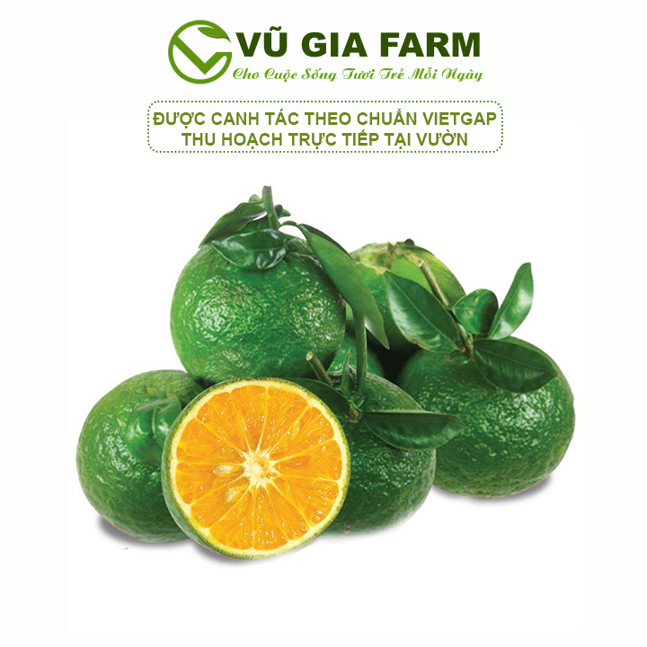 VG FARM  Cam Sành Nguyên Trái Mọng Nước