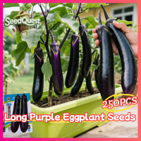 100% Original 250pcs Fresh Long Purple Eggplant Seeds Talong Seeds for Planting Vegetable Plants - High Yield Potted Eggplant Vegetables Seeds Legit Eggplant Ready To Plant Hybrid Long Eggplants Seedlings Bonsai Eggplant Live Plant Veggie Seeds Fast Grow