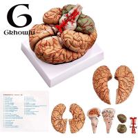 Human Brain ModelLife Size Human Brain Anatomy Model with Display Base for Science Classroom Study & Teaching Display