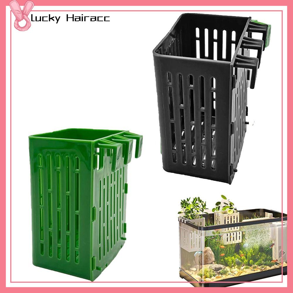 LUCKY HAIRACC Thủy canh Giỏ trồng thủy canh bể cá Bình thủy tinh Cảnh quan Cây nước Giá treo cây thủy sinh  Bể trồng Cốc Trồng Cây bể cá Cho bể cá