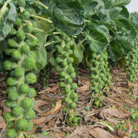 100Pcs Seeds Brussels Sprouts Cabbage Green Indoor Heirloom Vegetable Non GMO