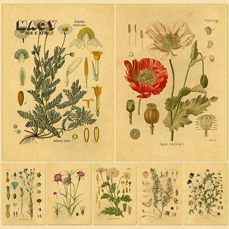 Cổ điển thực vật học hoa thực vật khung Áp phích cho phòng khách-Hình ảnh hoa mẫu đơn-Thẩm mỹ phòng trang trí bức tranh-nghệ thuật treo tường hoàn hảo cho trang trí nhà
