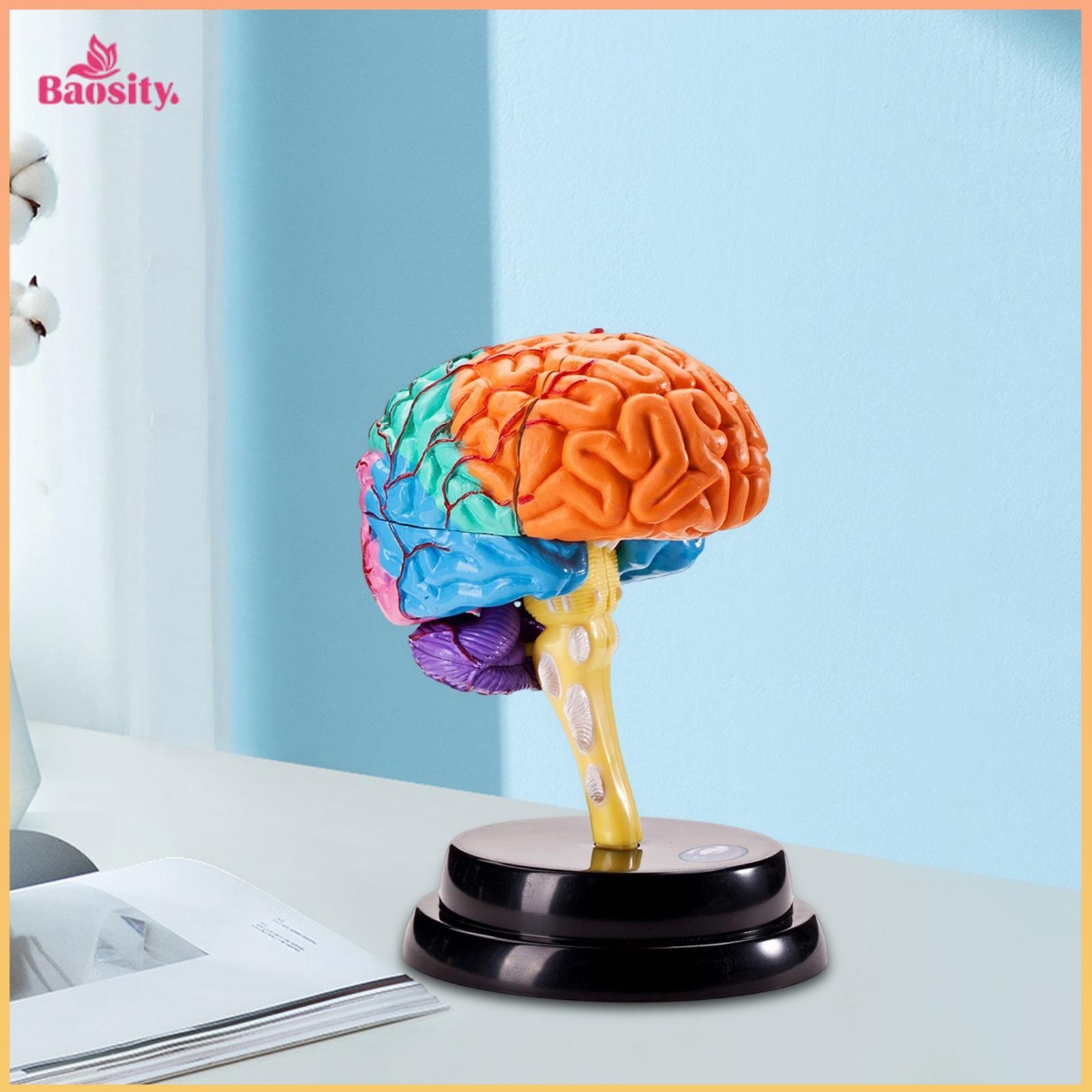 Brain Model Anatomy Human Organ Puzzle Anatomical Model 4D Human Brain Model Anatomically Body Model for Study Display Classroom ราคา 729 บาท*ส่งฟรี
