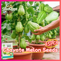 25pcs/pack High Yield Chayote Seeds for Planting Vegetables - Fresh Chayote Melon Seeds Organic Sayote Vegetables Seeds for Gardening Bonsai Chayote Seedlings Pickled Sayote Balcony Potted Sayote Live Plant Garden Veggie Seeds Easy To Grow in Philippines