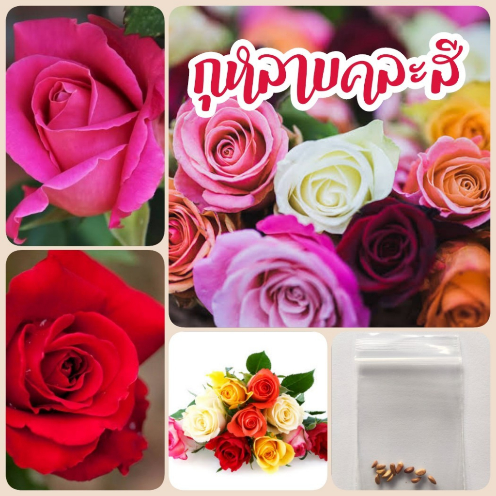 10 Rose Seeds, Rose Flowers, Flowers ราคา  7 บาท*ส่งฟรี