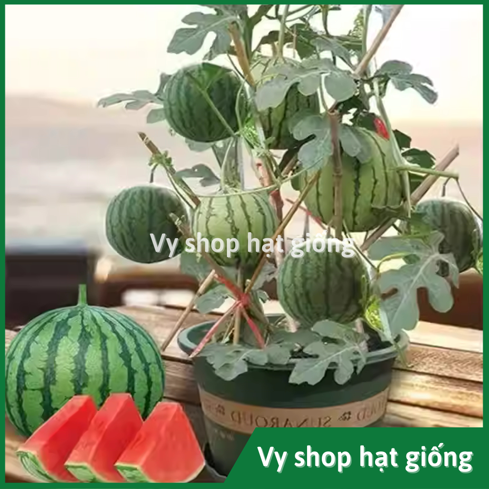 Hạt giống dưa hấu táo ruột đỏ gói 50 hạt